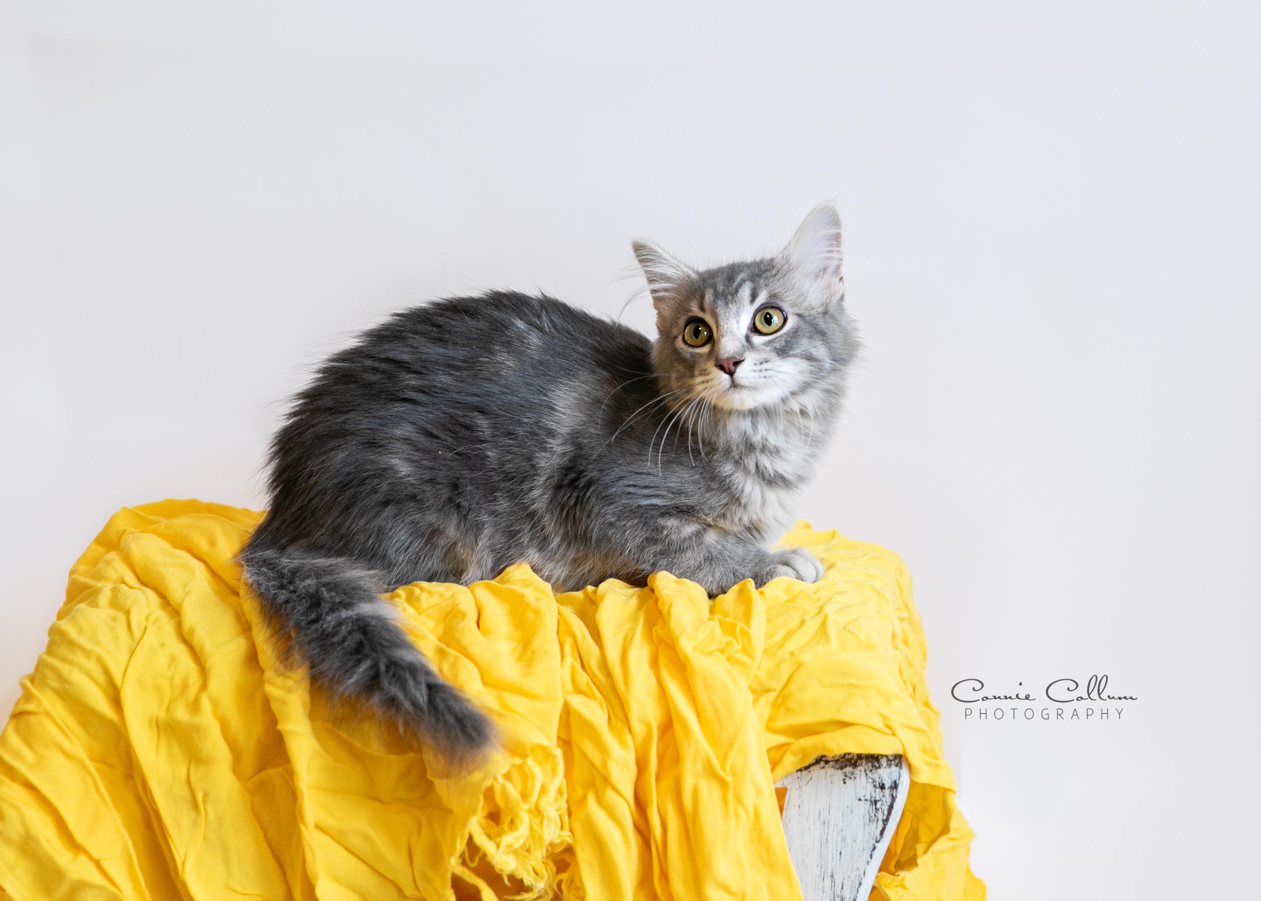 Enlarge Elena, a Adoptable mixed breed in Homewood, AL image 3/4
