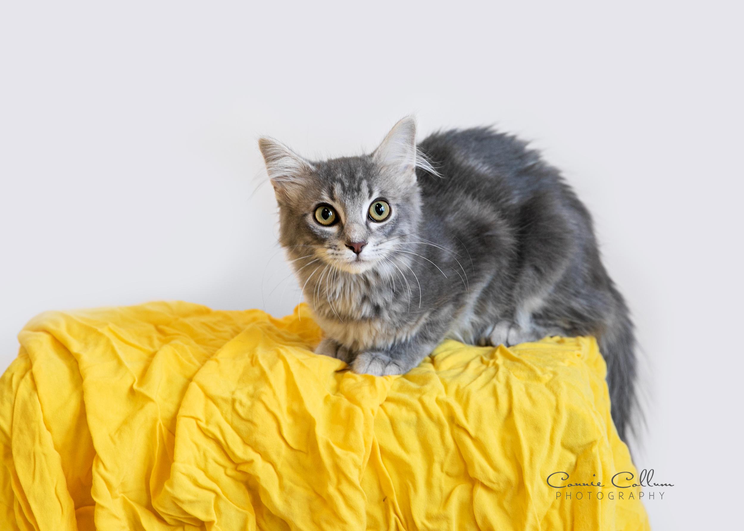 Enlarge Elena, a Adoptable mixed breed in Homewood, AL image 4/4