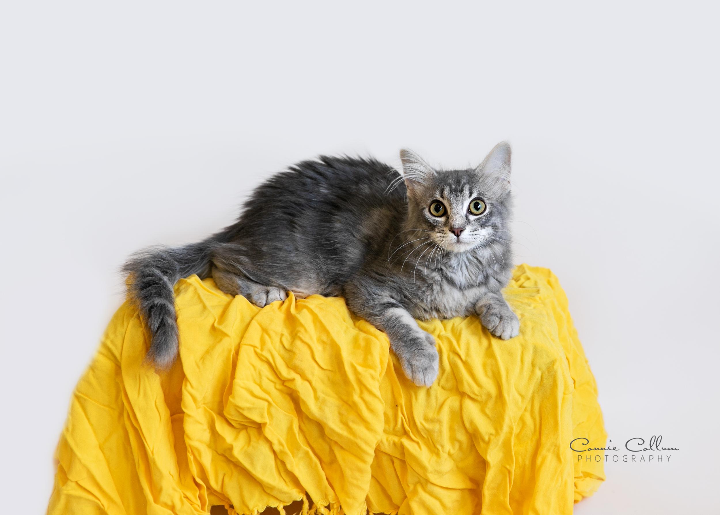Elena, Adoptable, Young Female Domestic Short Hair.