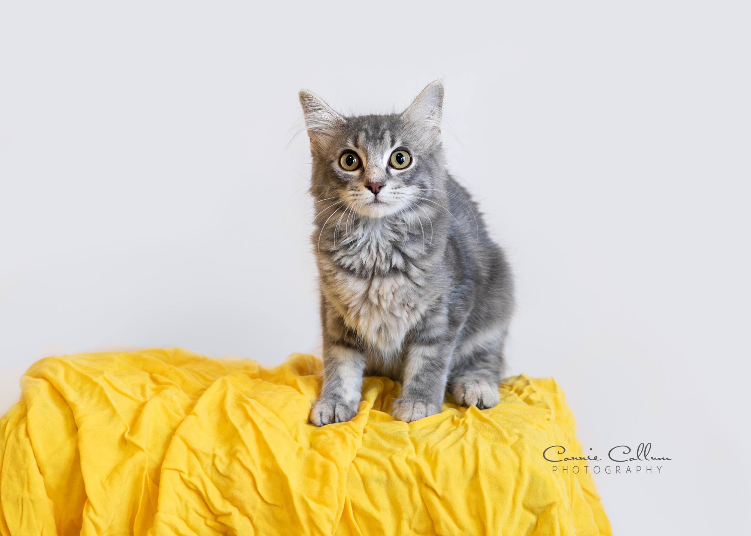 Enlarge Elena, a Adoptable mixed breed in Homewood, AL image 2/4