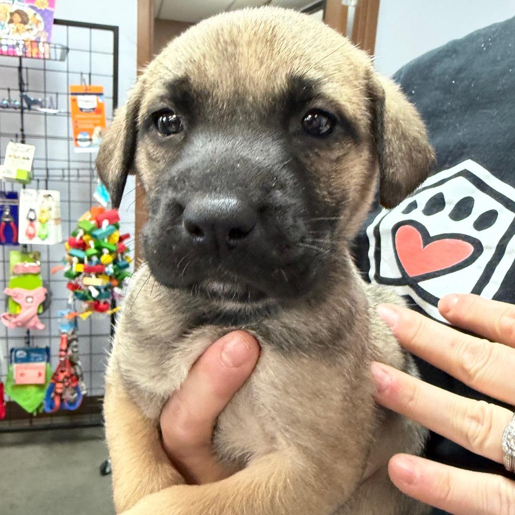 Enlarge Sally, a Adoptable German Shepherd Dog in Idaho Falls, ID image 1/1
