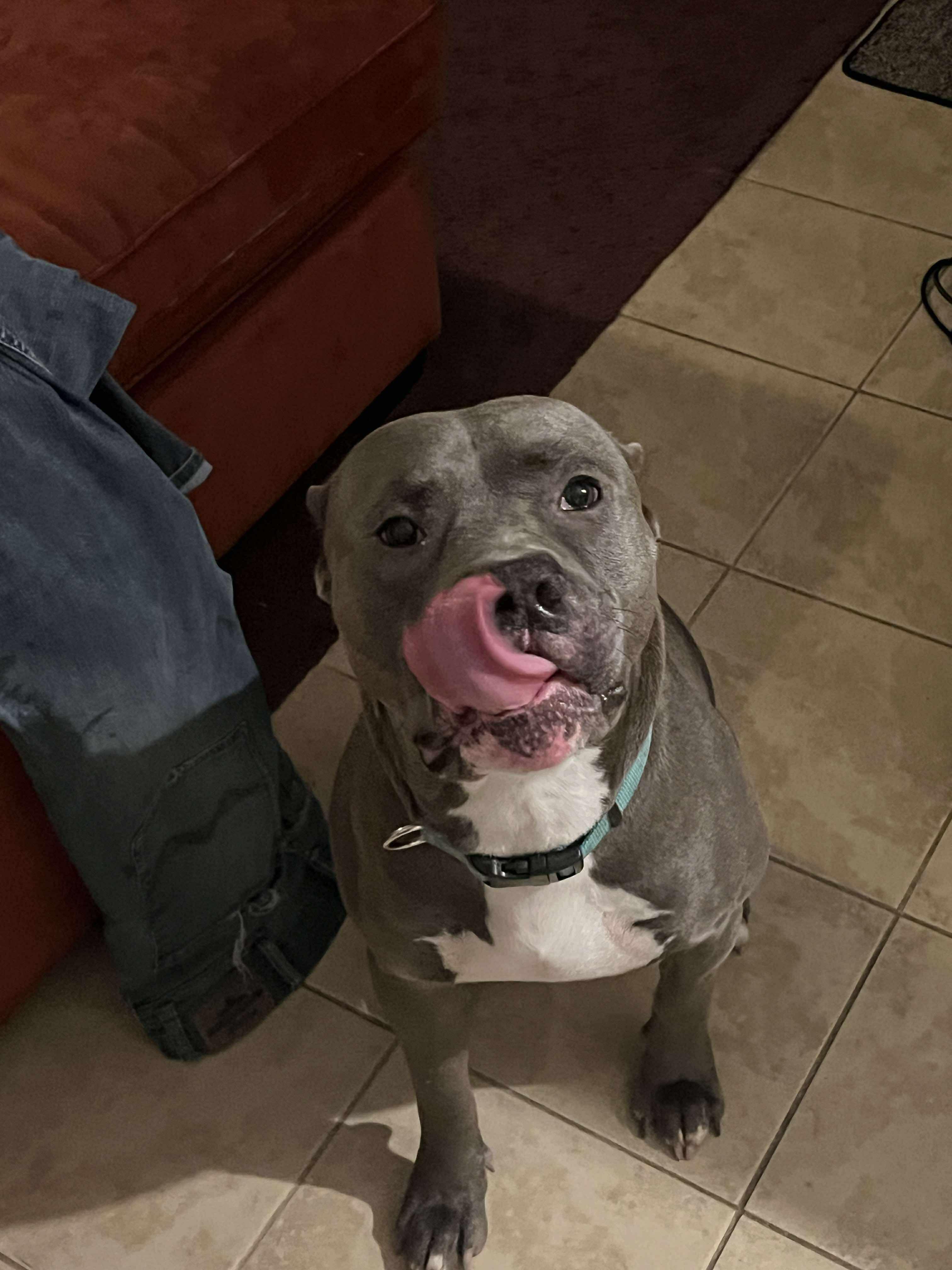 Enlarge Crue, a Adoptable mixed breed in Providence Forge, VA image 1/4