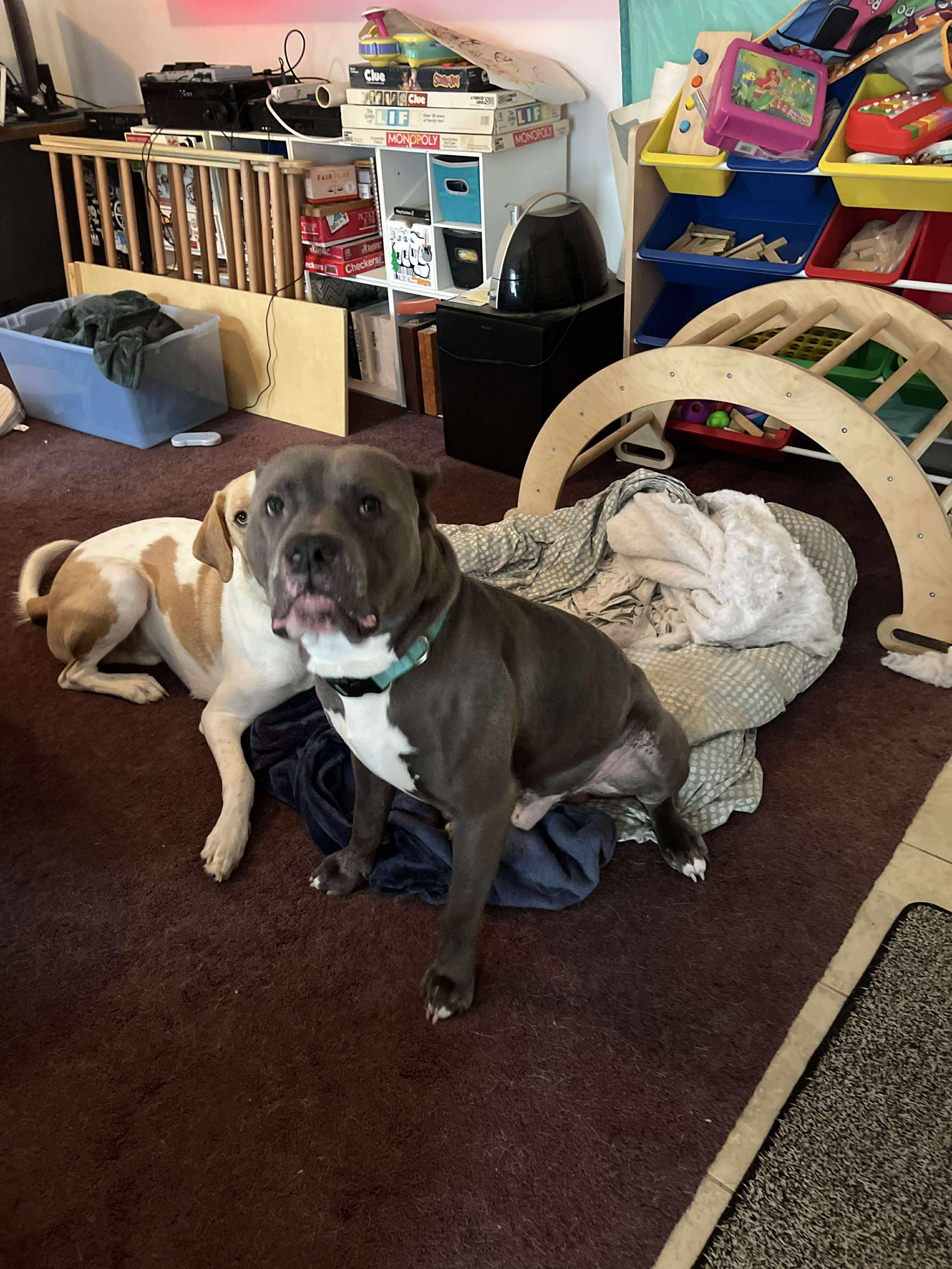 Enlarge Crue, a Adoptable mixed breed in Providence Forge, VA image 3/4