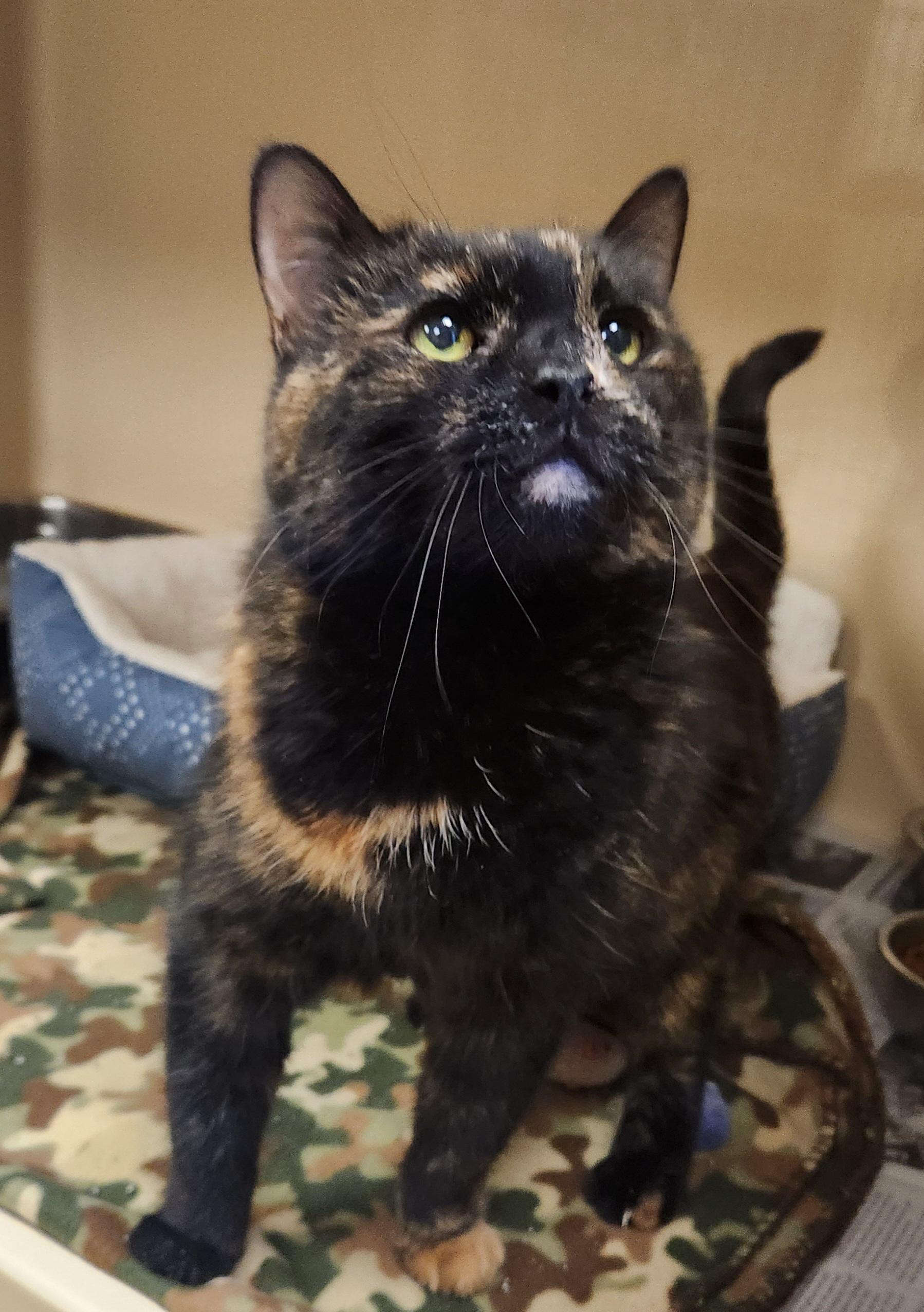 Piper , ADOPTABLE, Senior Female Domestic Short Hair.
