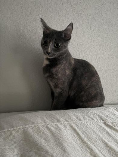 Splotch — thumbnail 5