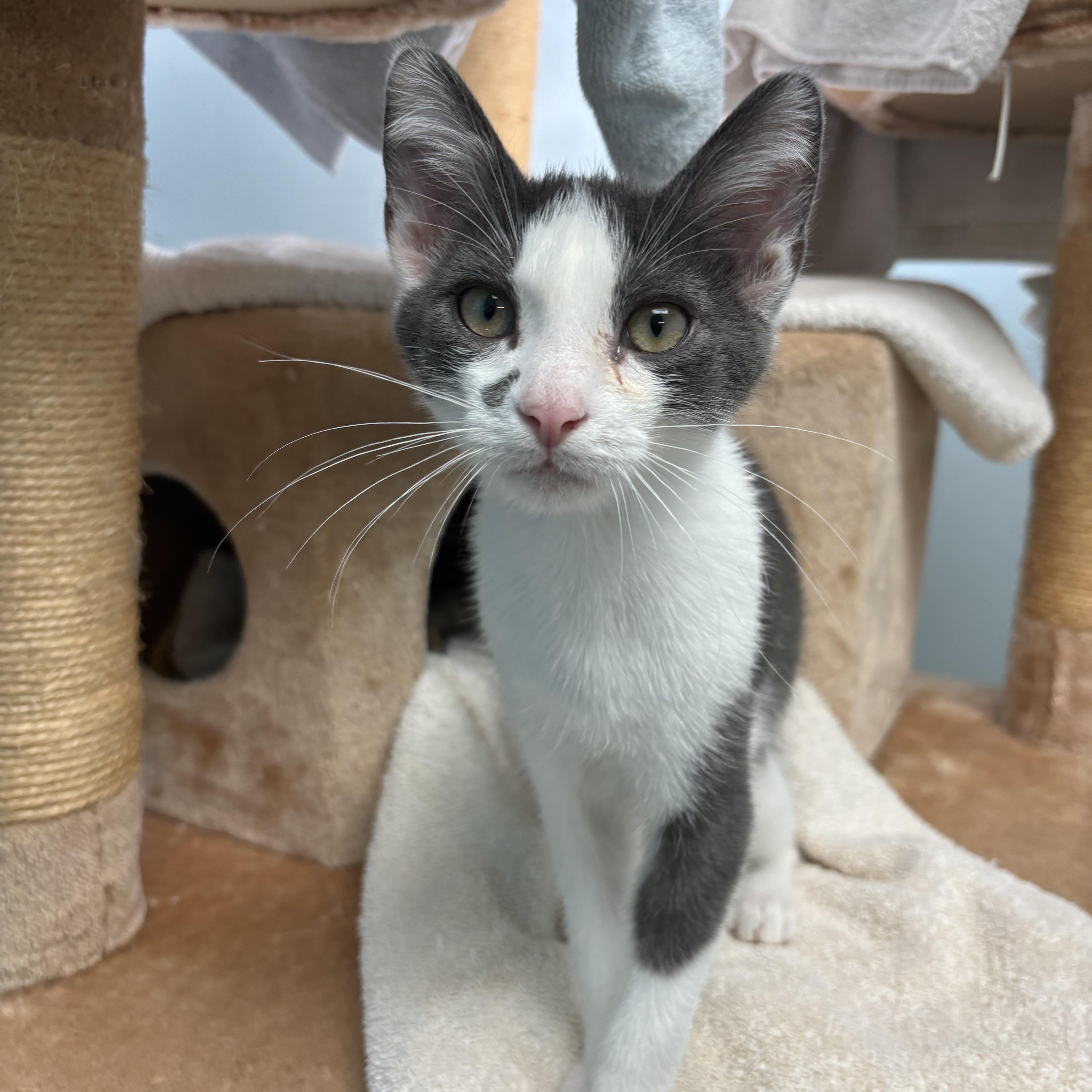 Frookie, Adoptable, Young Male Domestic Short Hair.