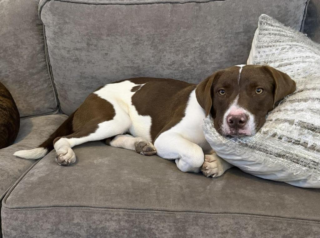 Enlarge Mabel, a Adoptable mixed breed in Mesa, AZ image 1/3