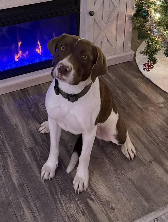 Enlarge Mabel, a Adoptable mixed breed in Mesa, AZ image 2/3