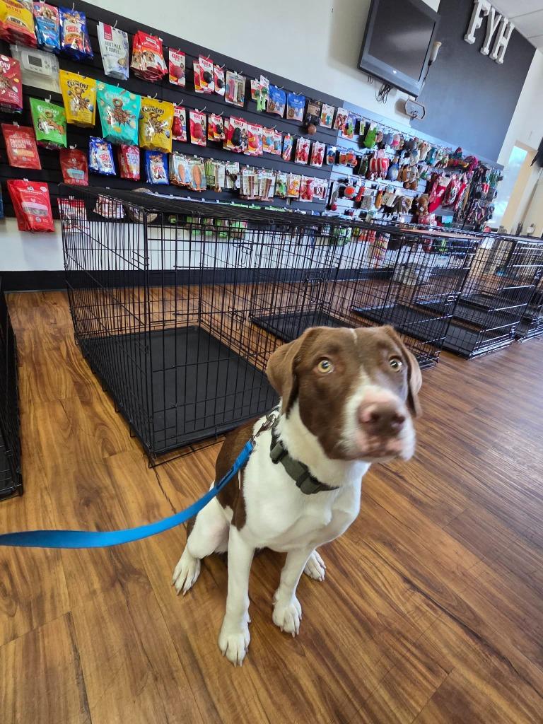 Enlarge Mabel, a Adoptable mixed breed in Mesa, AZ image 3/3