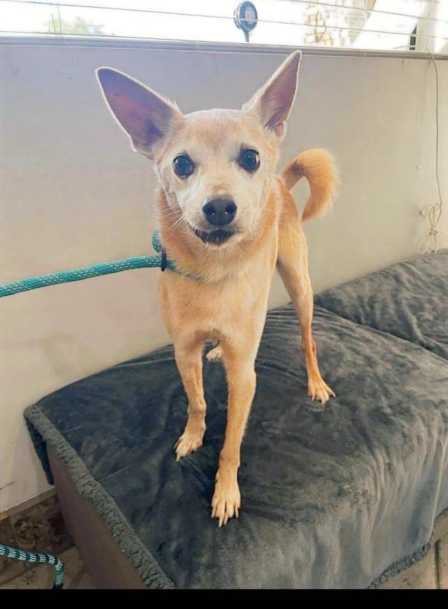 Rufus, Adoptable, Senior Male Terrier & Chihuahua.