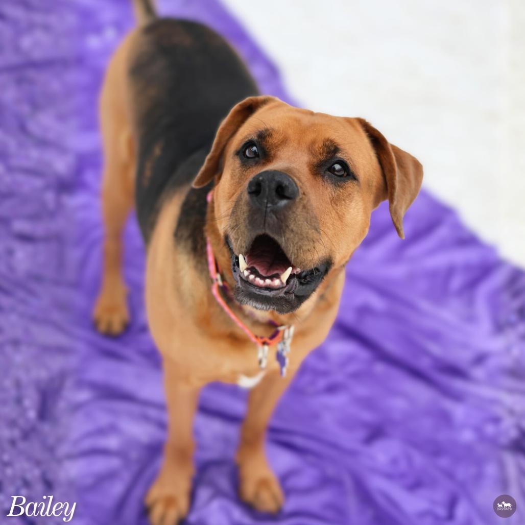 Bailey, Adoptable, Adult Female Mixed Breed.