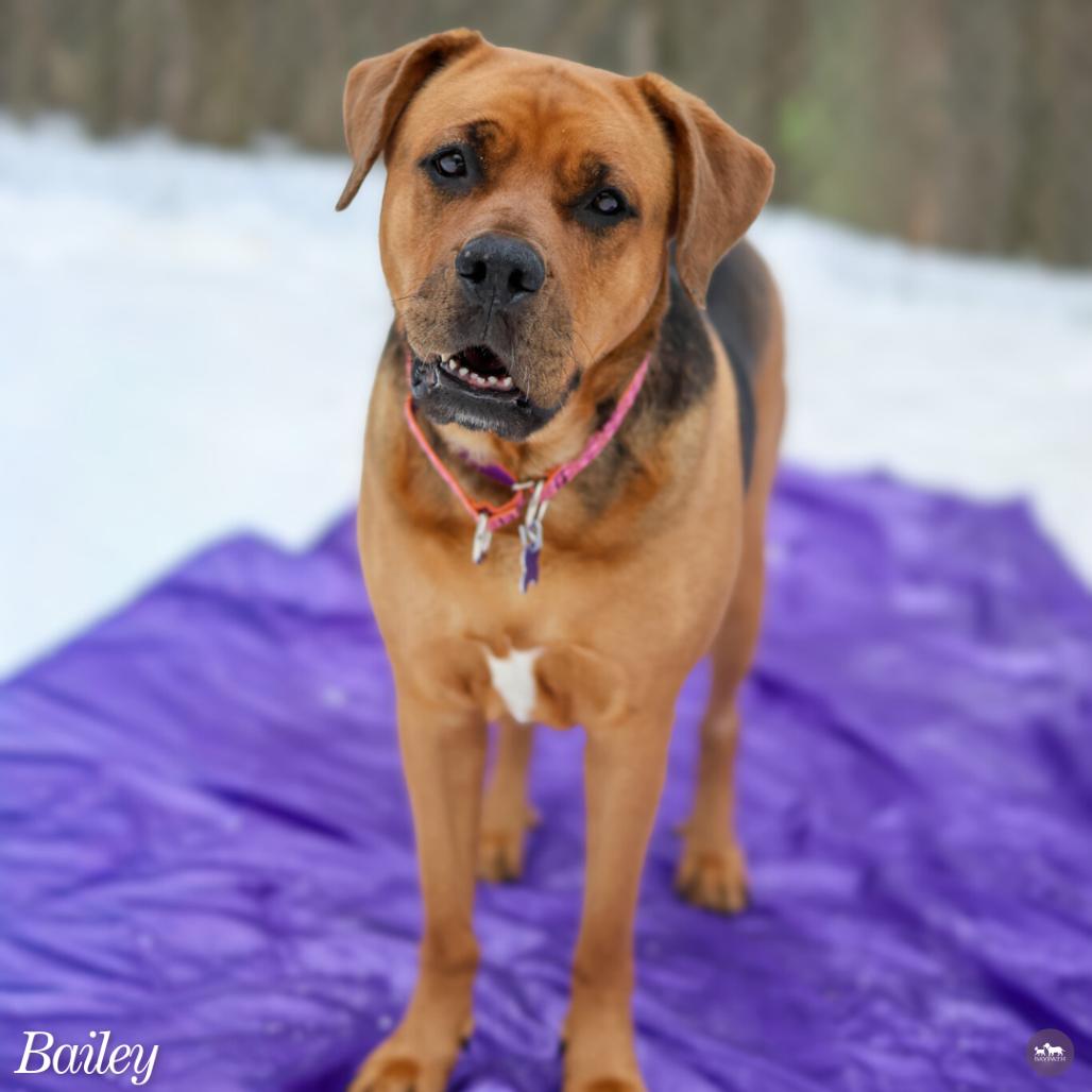 Enlarge Bailey, a Adoptable mixed breed in Hopkinton, MA image 1/6