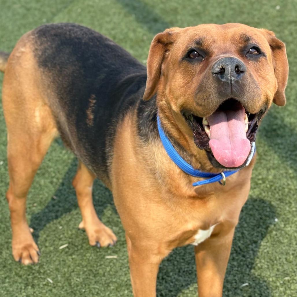 Enlarge Bailey, a Adoptable mixed breed in Hopkinton, MA image 3/6