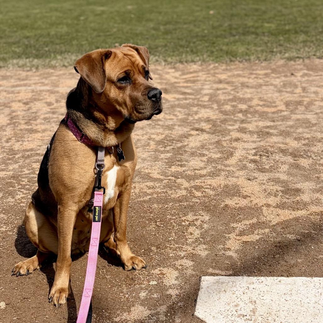 Enlarge Bailey, a Adoptable mixed breed in Hopkinton, MA image 4/6
