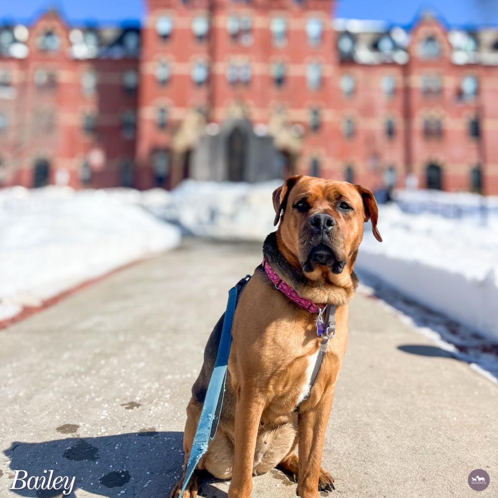 Enlarge Bailey, a Adoptable mixed breed in Hopkinton, MA image 5/6