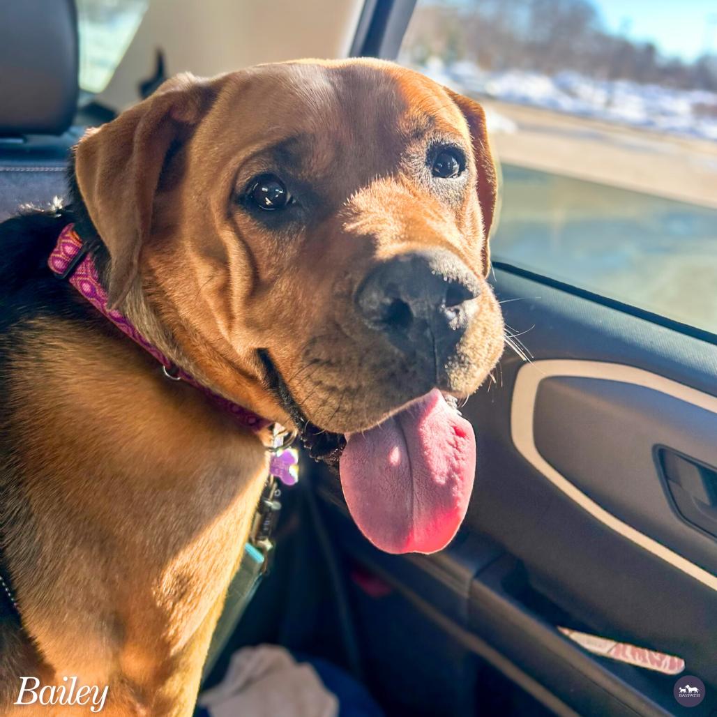 Enlarge Bailey, a Adoptable mixed breed in Hopkinton, MA image 6/6
