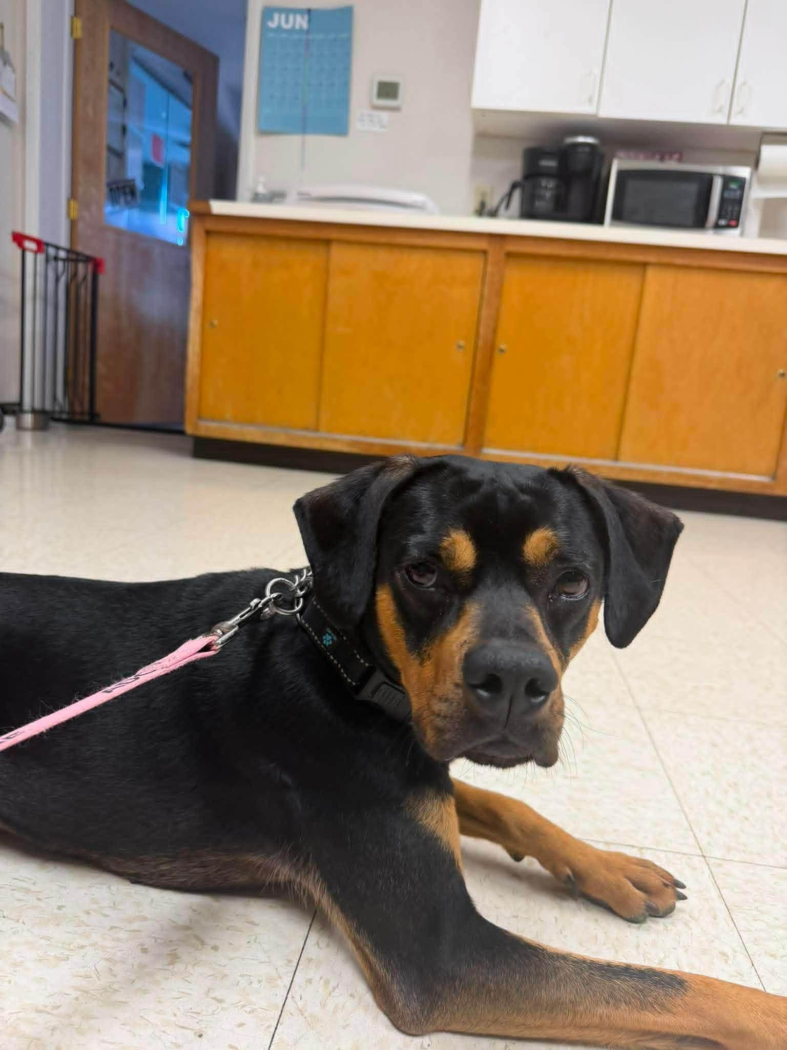 Enlarge Apollo, a Adopted mixed breed in Lock Haven, PA image 3/3