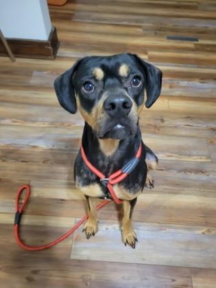 Enlarge Apollo, a ADOPTABLE mixed breed in Lock Haven, PA image 1/1