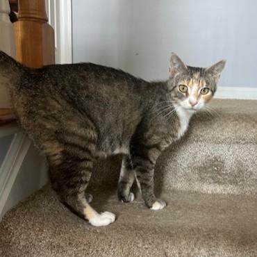 Enlarge Olive, a Adoptable Domestic Short Hair in York, PA image 1/6