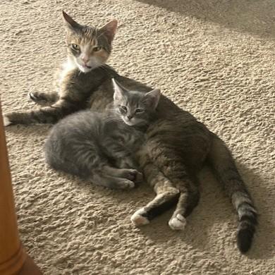 Enlarge Olive, a Adoptable Domestic Short Hair in York, PA image 2/6