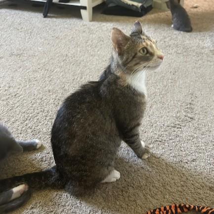 Enlarge Olive, a Adoptable Domestic Short Hair in York, PA image 3/6