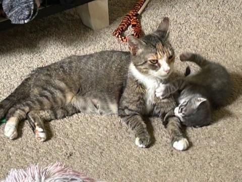 Enlarge Olive, a Adoptable Domestic Short Hair in York, PA image 4/6