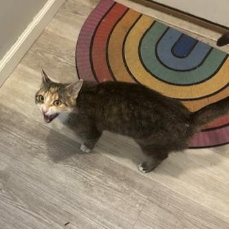 Enlarge Olive, a Adoptable Domestic Short Hair in York, PA image 5/6