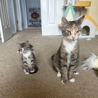 Enlarge Olive, a Adoptable Domestic Short Hair in York, PA image 6/6