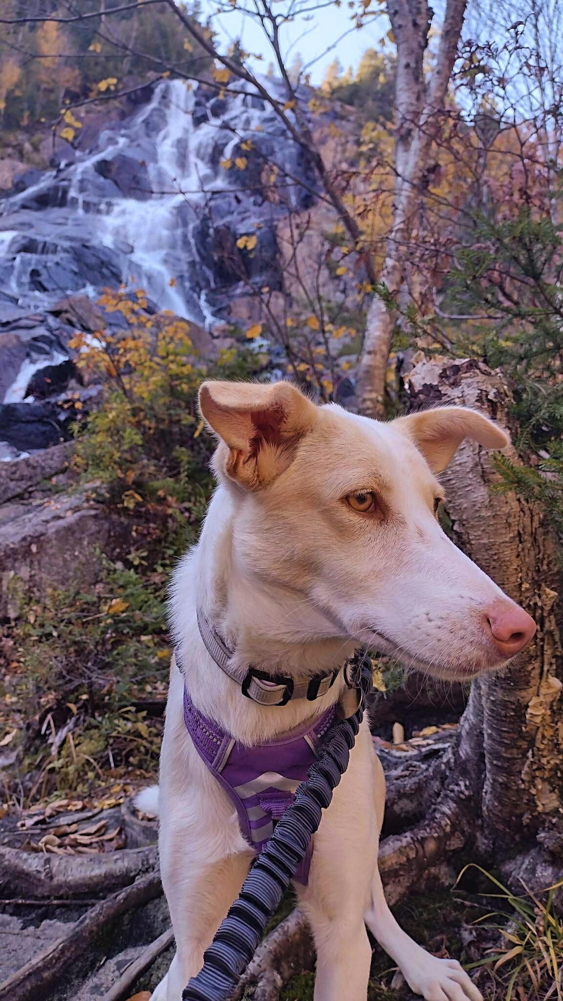 Enlarge Zola, a Adopted Mixed Breed in Trois-Rivieres, QC image 1/1