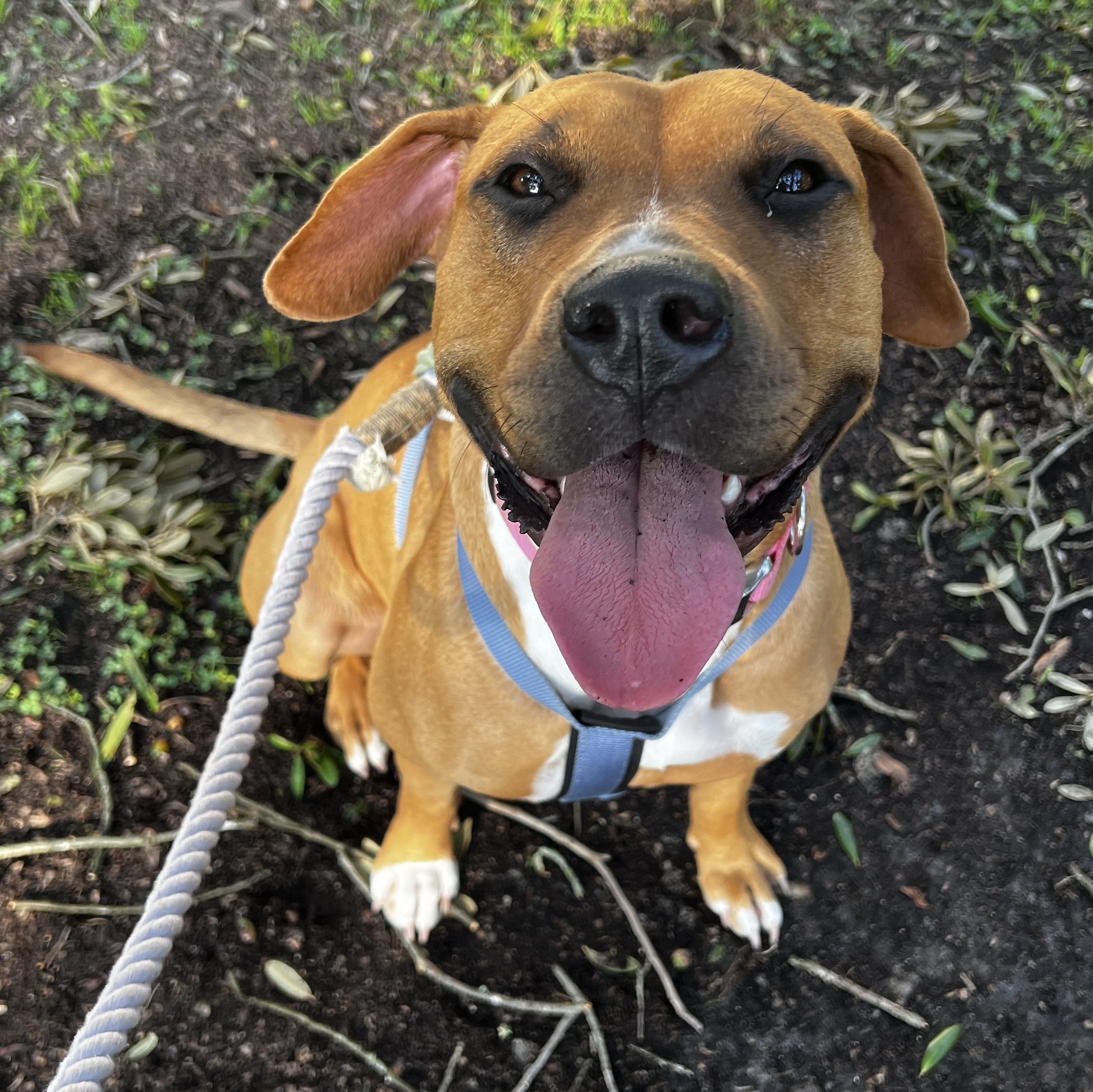 Dog for adoption Nana Jean, a Pit Bull Terrier & Hound Mix in