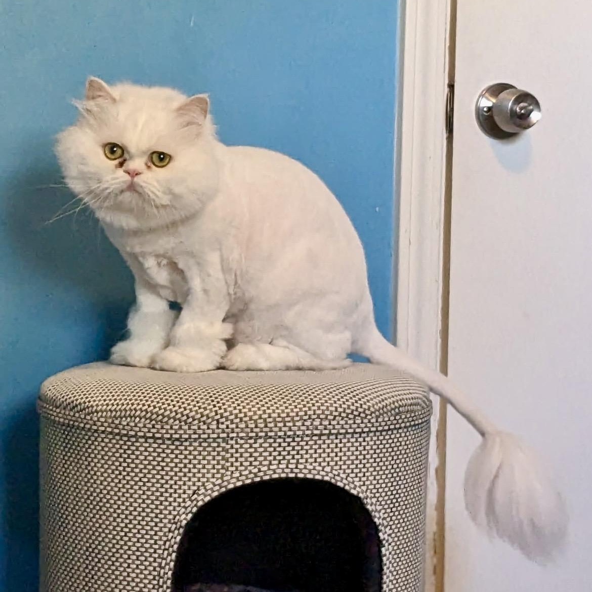 Enlarge CESAR, a Adoptable Persian in valparaiso, IN image 6/6