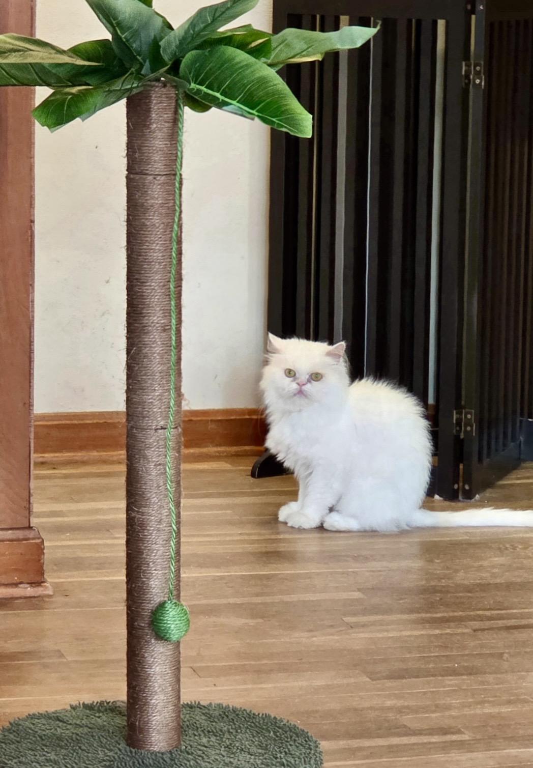 Enlarge CESAR, a Adoptable Persian in valparaiso, IN image 3/6