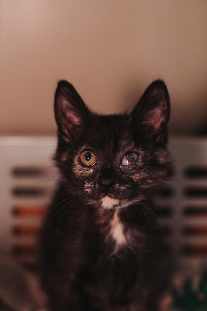 87554a - Mare, Adoptable, Kitten Female Domestic Short Hair & Domestic Short Hair.