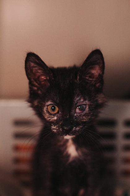 Enlarge 87554a - Mare, a Adoptable mixed breed in North Charleston, SC image 2/3