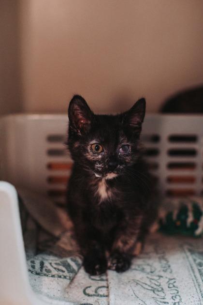 Enlarge 87554a - Mare, a Adoptable mixed breed in North Charleston, SC image 3/3