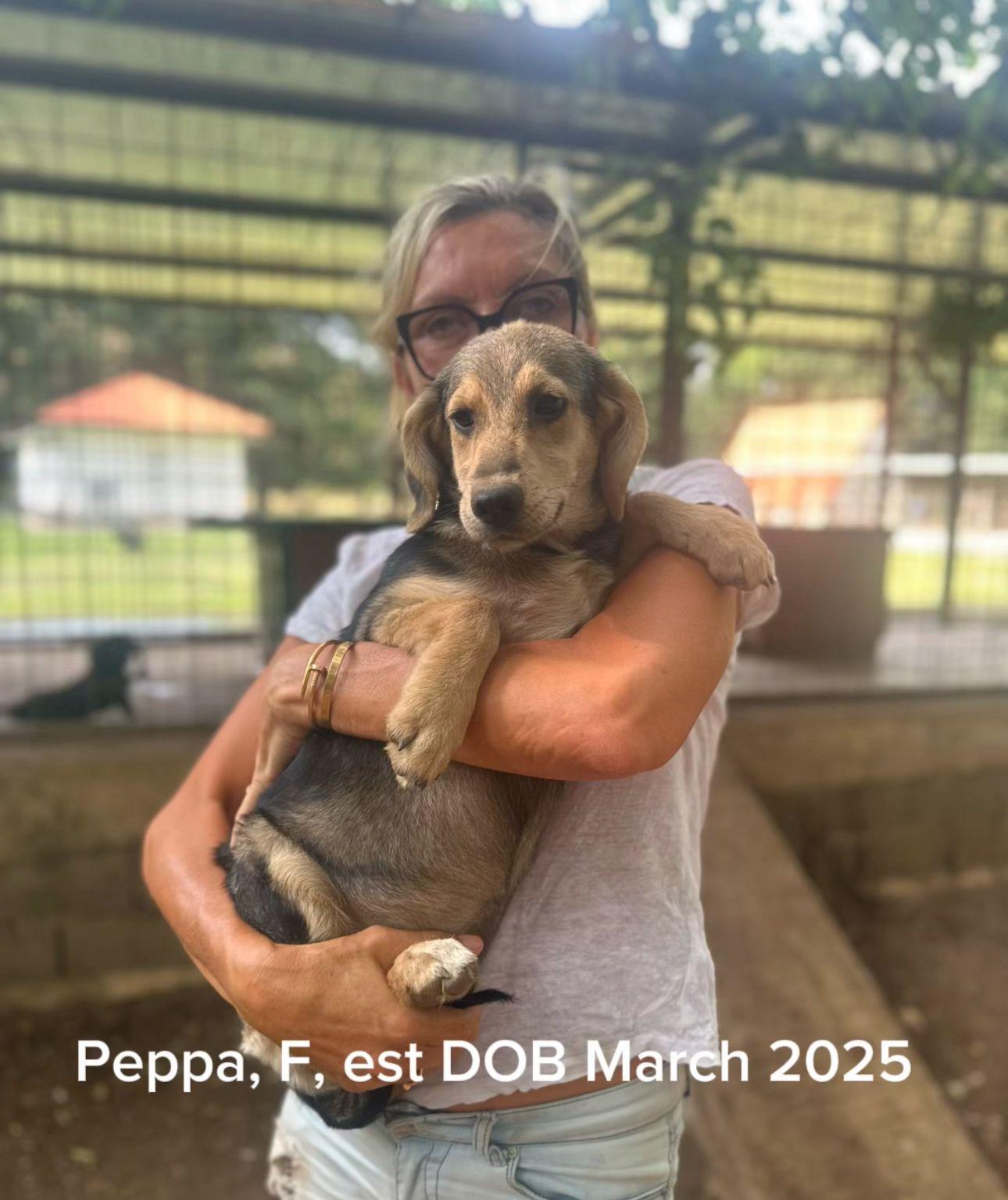 Enlarge Peppa, a Adoptable mixed breed in Shrewsbury, MA image 1/1