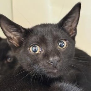 KATYA, adopted, Kitten Female Domestic Short Hair.