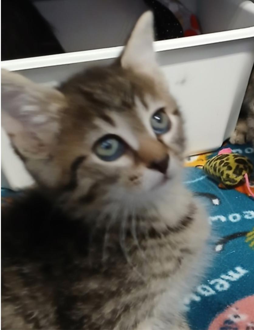 Blue Ridge, ADOPTABLE, Kitten Male Domestic Short Hair.