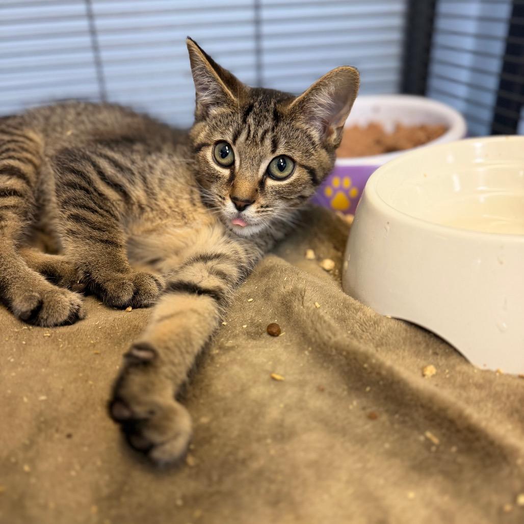 Murtagh, Adoptable, Kitten Male Domestic Short Hair.
