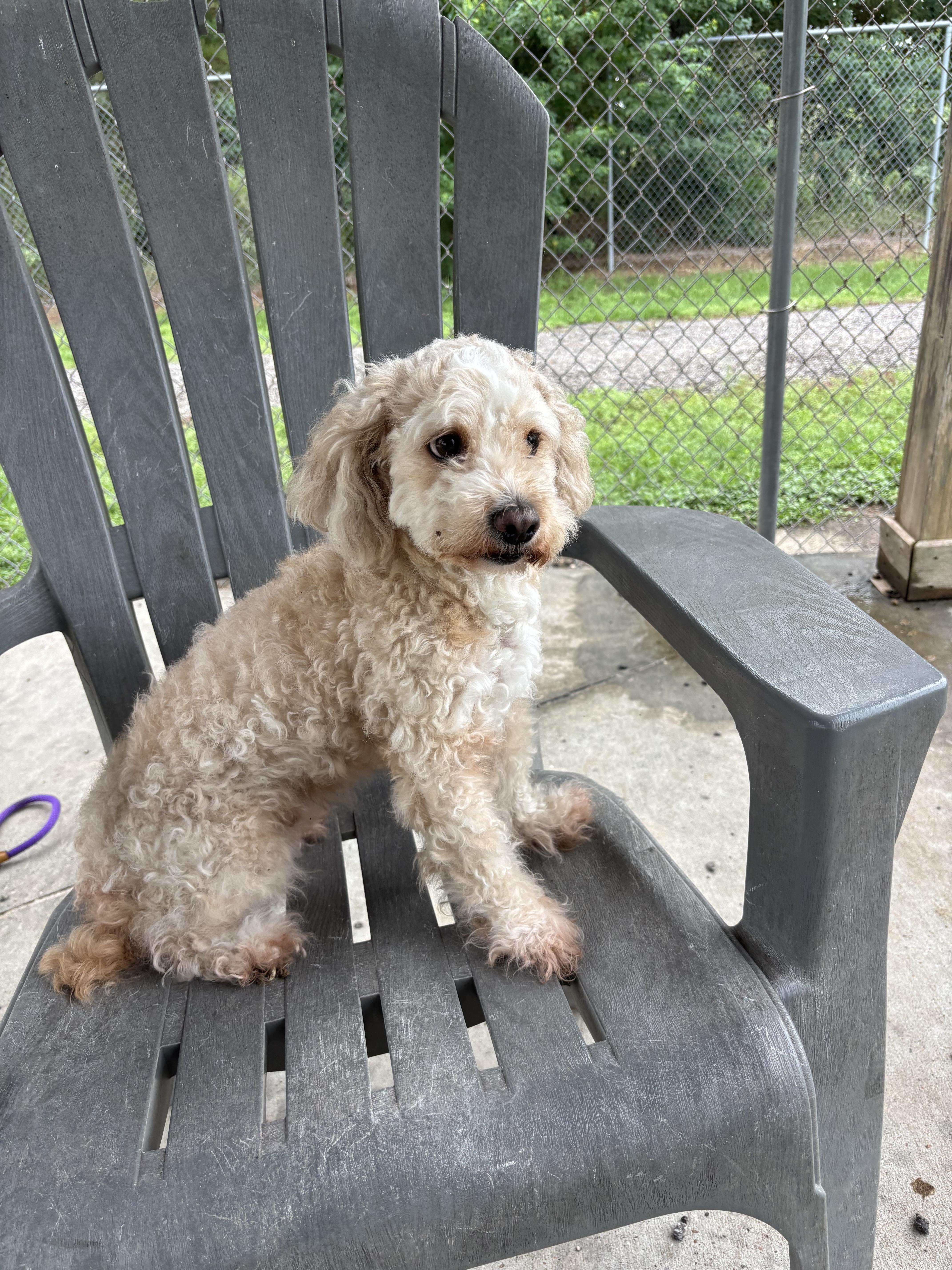 Lulu (hypoallergenic, miniature, sweet, shy, walks great on a leash)