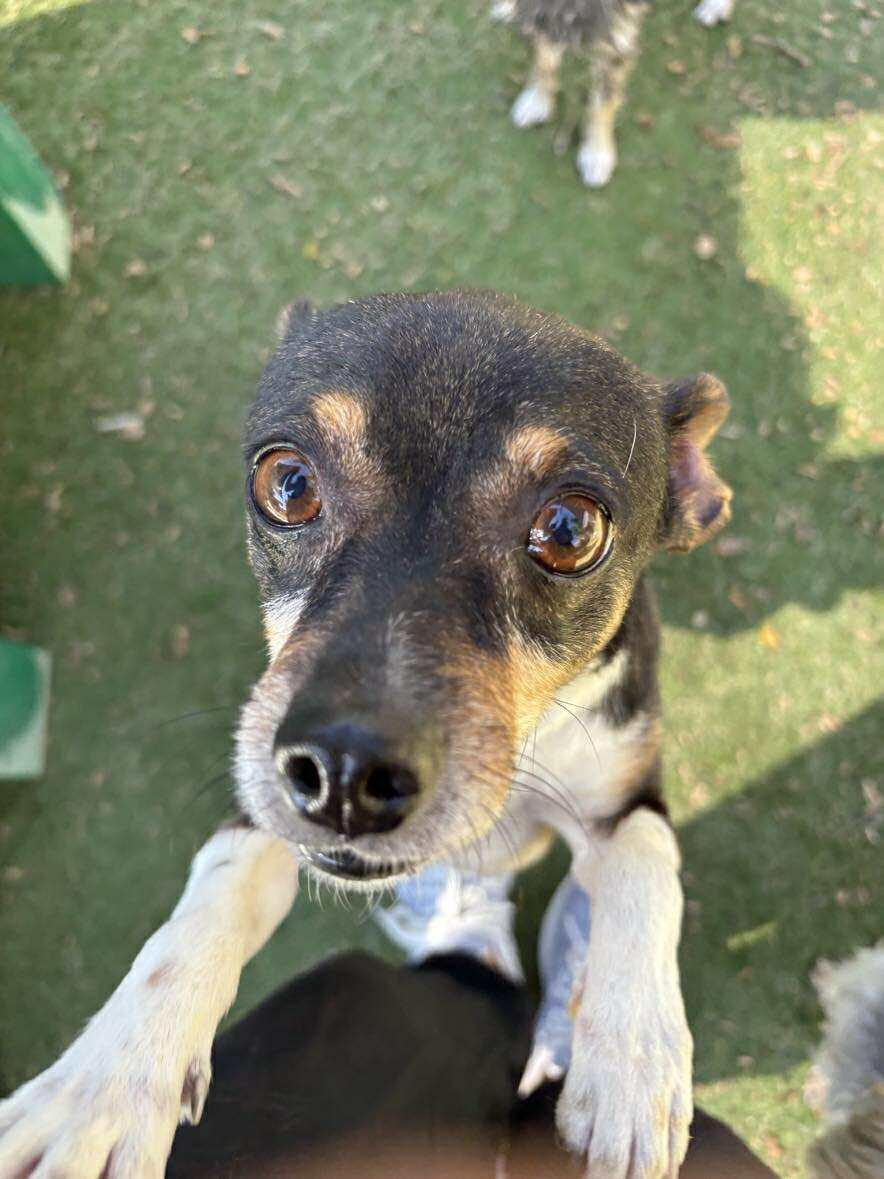 Vicente "Chente", a Adoptable Chihuahua in Phoenix, AZ image 3/6