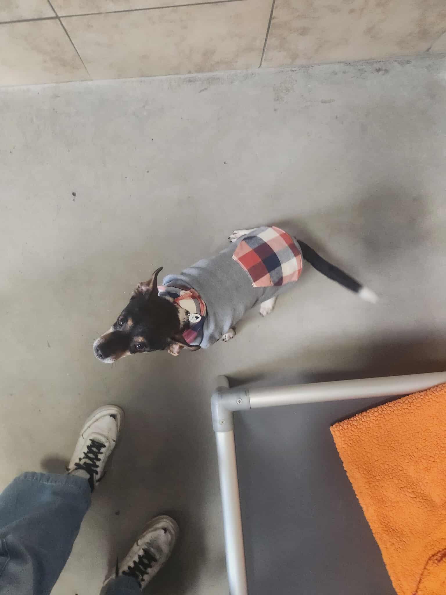 Vicente "Chente", a Adoptable Chihuahua in Phoenix, AZ image 1/6