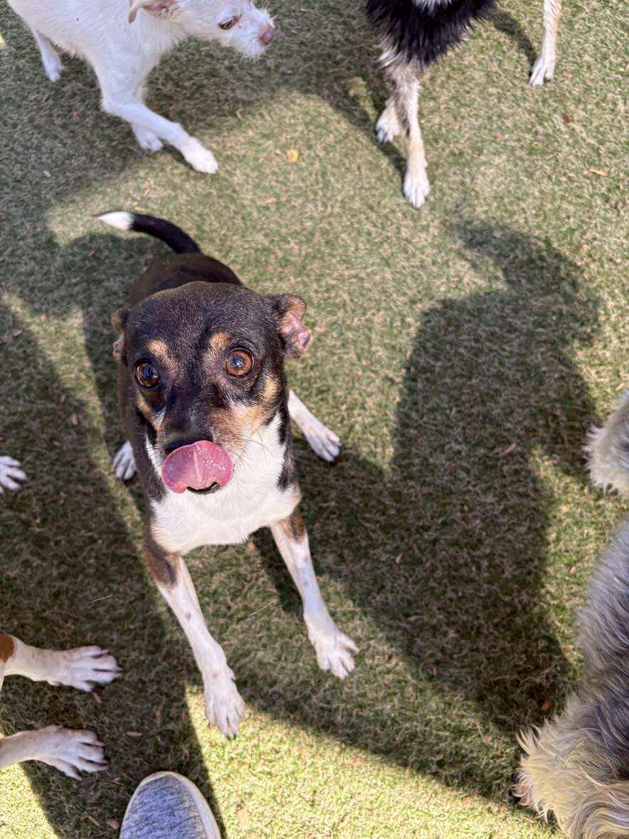 Vicente "Chente", a Adoptable Chihuahua in Phoenix, AZ image 4/6