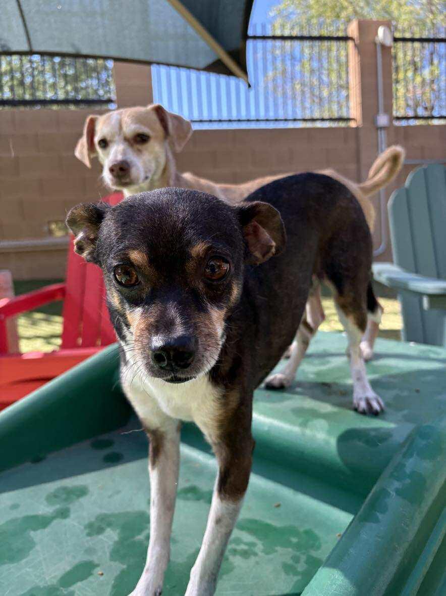 Vicente "Chente", a Adoptable Chihuahua in Phoenix, AZ image 2/6