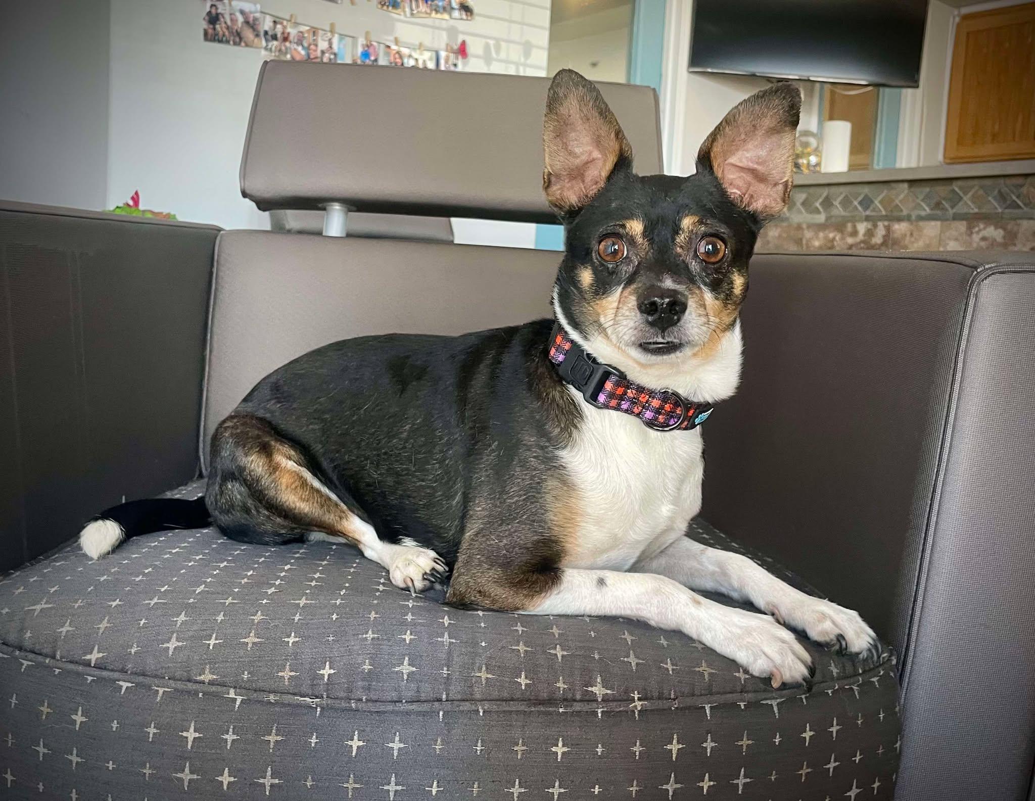 Vicente "Chente", a Adoptable Chihuahua in Phoenix, AZ image 5/6