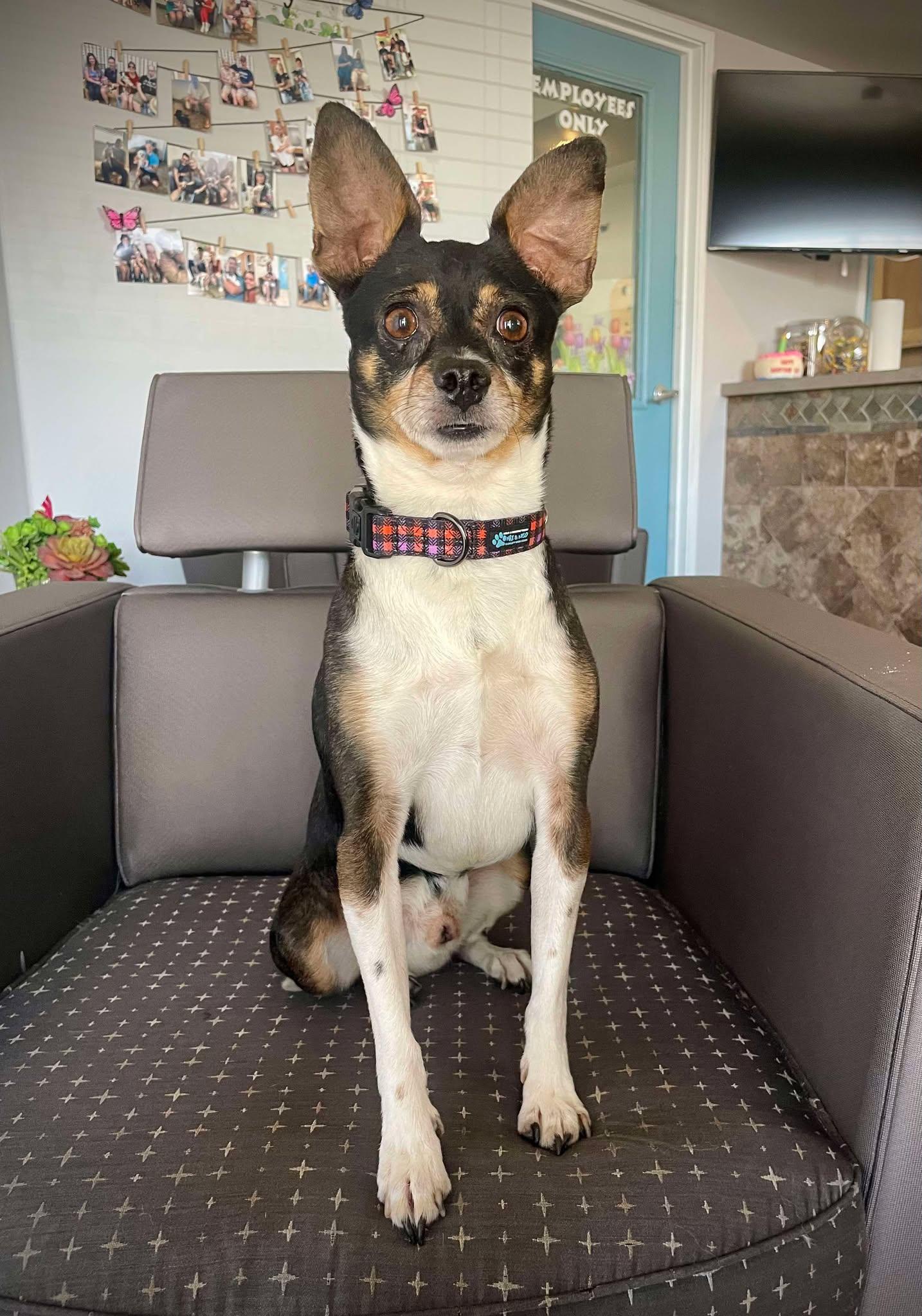 Vicente "Chente", a Adoptable Chihuahua in Phoenix, AZ image 6/6