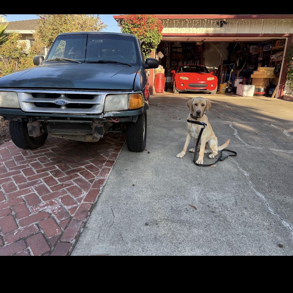 Max, a Adoptable Labrador Retriever in San Francisco, CA image 4/6