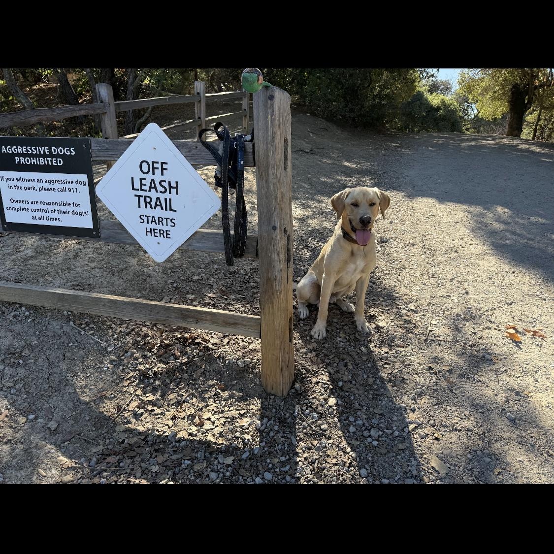 Max, a Adoptable Labrador Retriever in San Francisco, CA image 3/6