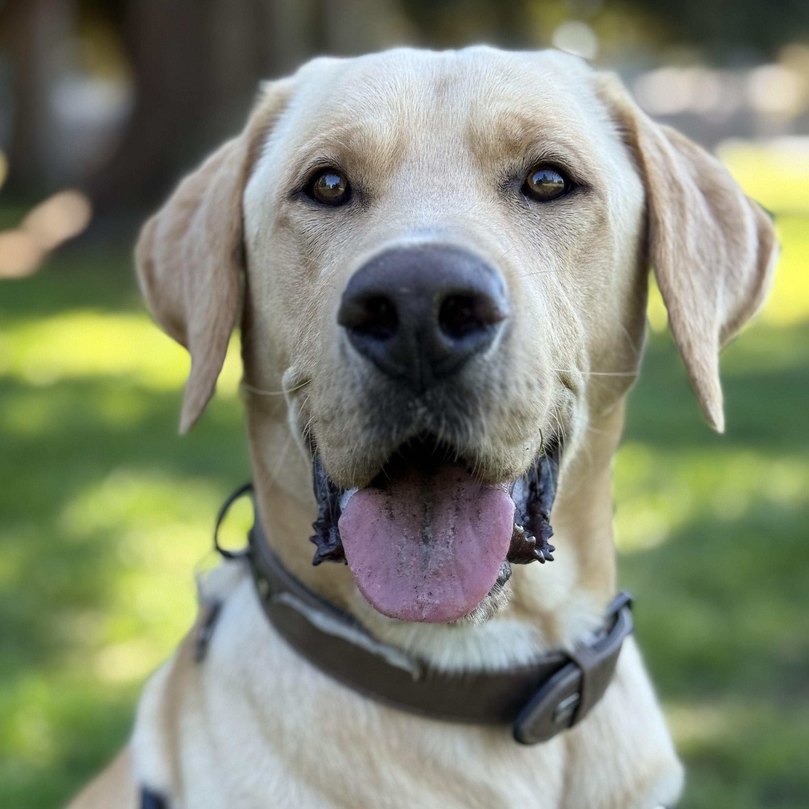 Max, a Adoptable Labrador Retriever in San Francisco, CA image 1/6