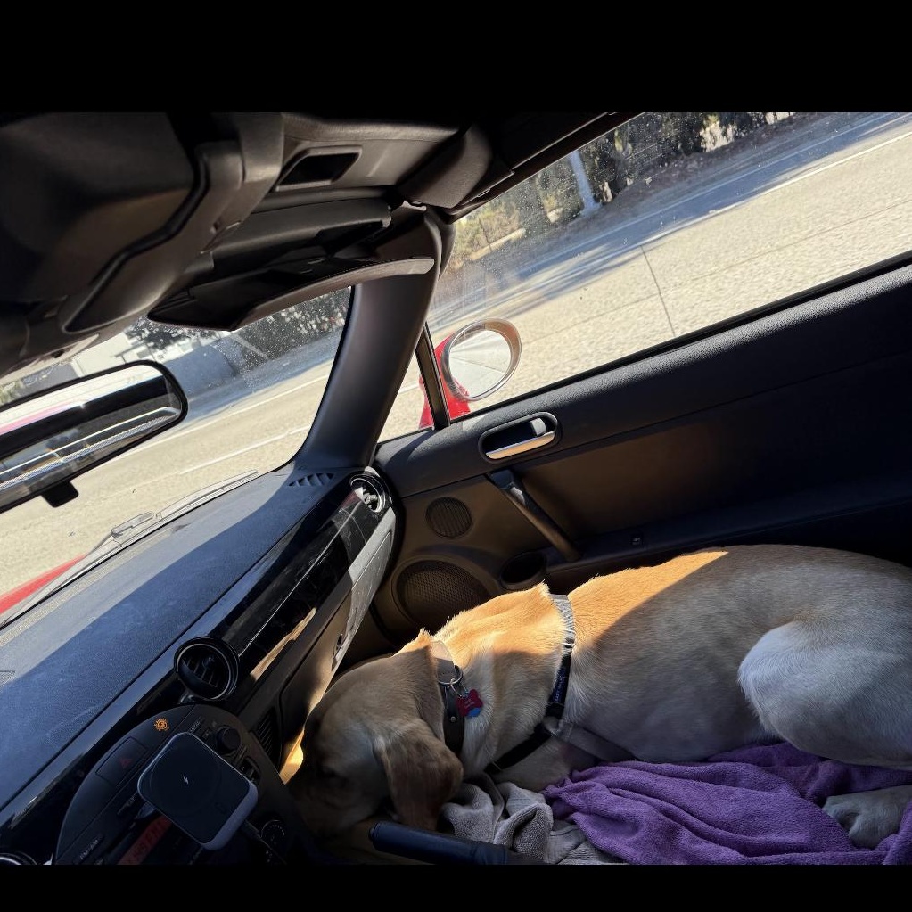 Max, a Adoptable Labrador Retriever in San Francisco, CA image 6/6